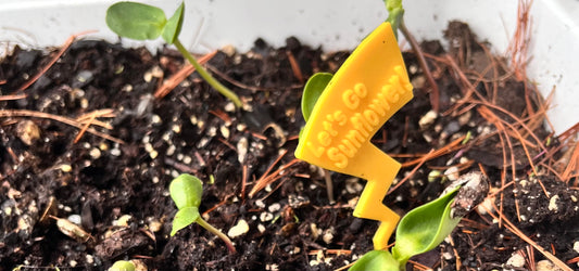 When is the best time to plant sunflower seed?