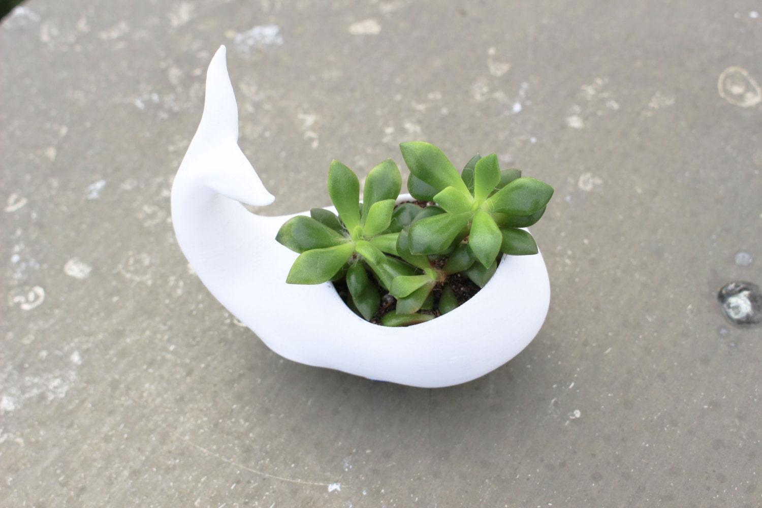 Whale Planter whale Decor whale planter pot Air Plant Holder