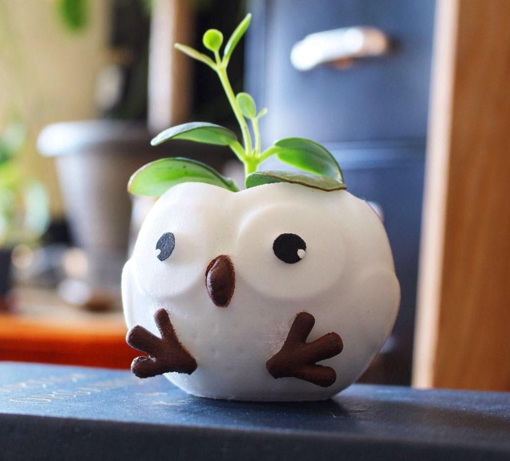 succulent pots cute Owl Planter, Owl lovers, succulent planter, Animal Lover, Birthday Gif