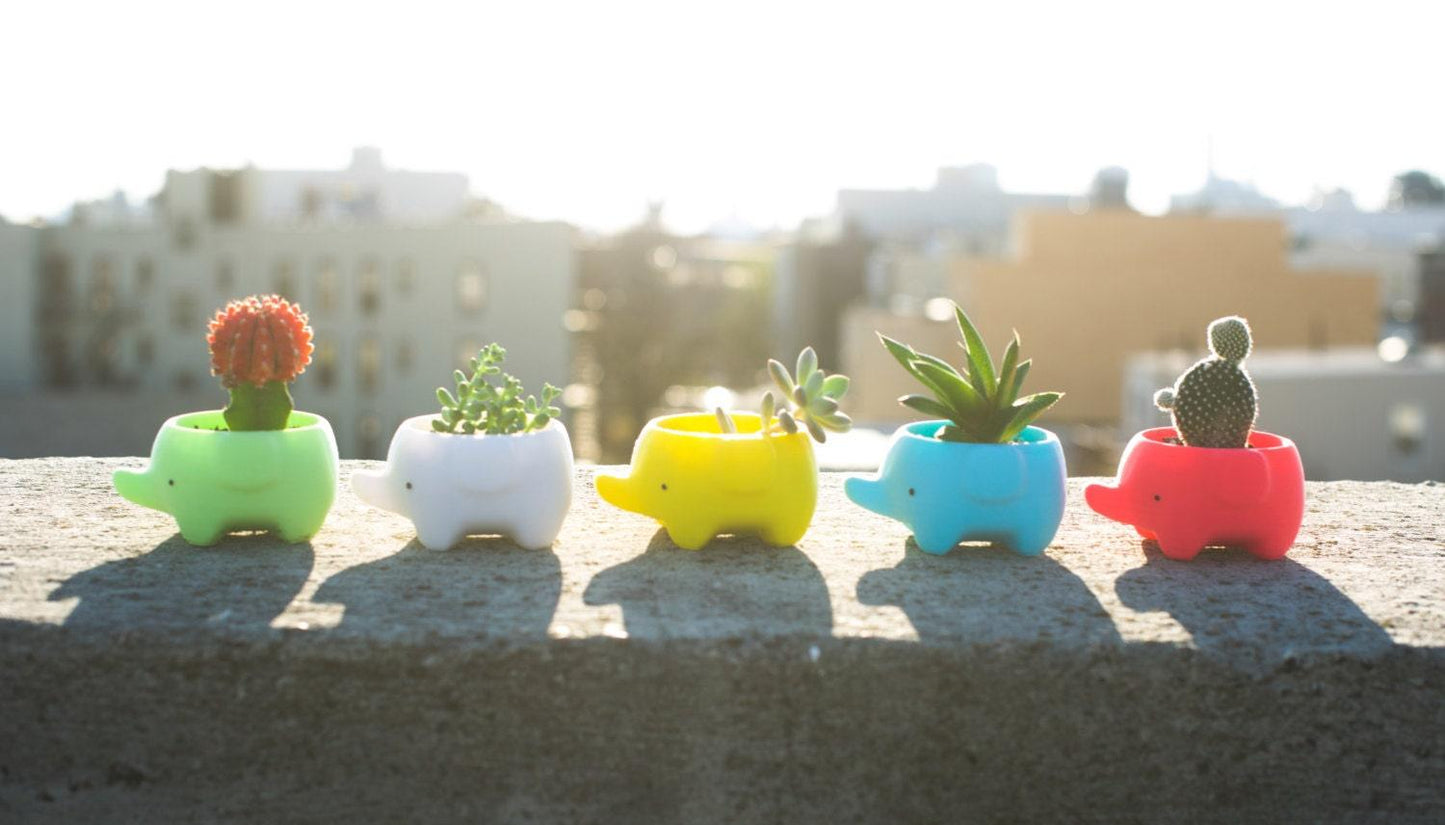 cute plant pot - 1
