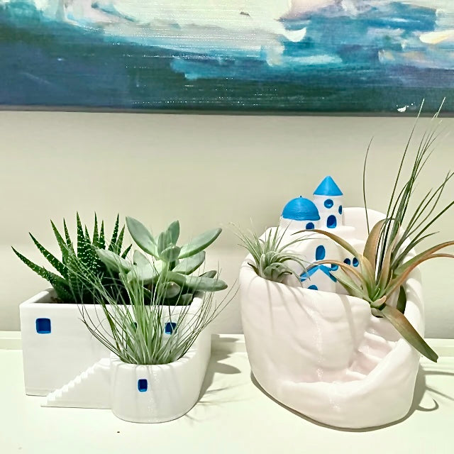 How to take care of air plant? - Meow3D
